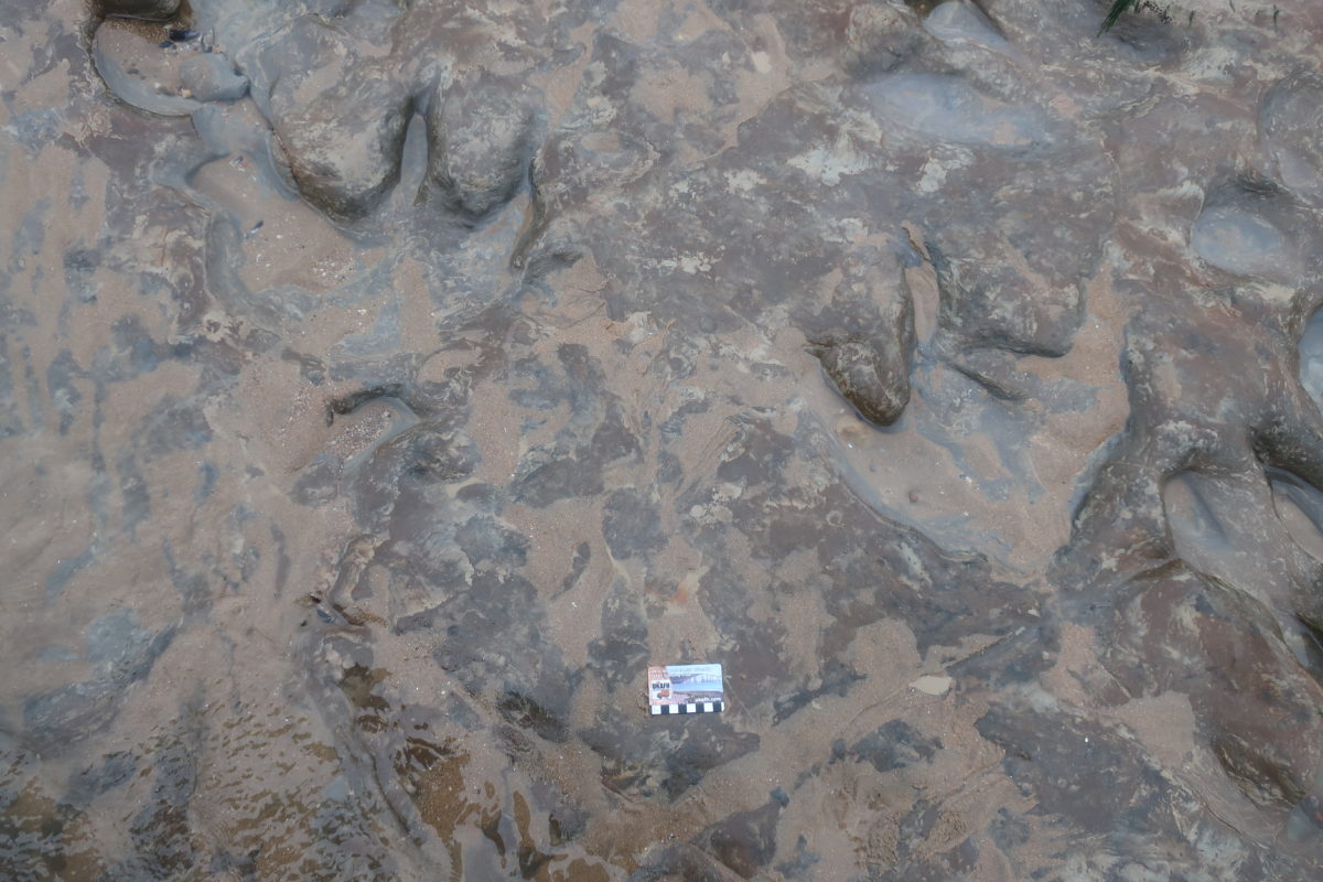 Rock around Hastings! Hastings Museum and Art Gallery